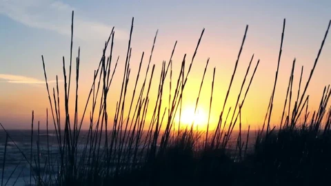 Video Stock Plants On The Seashore At Sunrise Live Wallpaper Free - Free Live Wallpaper