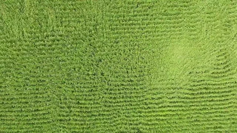 Video Stock Plants Rippling In The Wind Live Wallpaper Free - Free Live Wallpaper