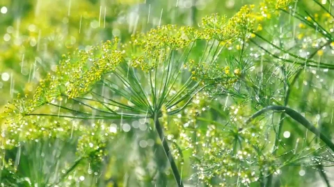 Video Stock Plants Under The Rain Live Wallpaper Free - Free Live Wallpaper