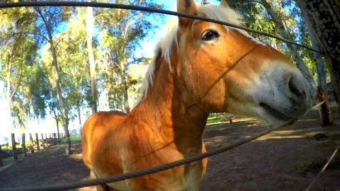 Video Stock Playful Horse In The Corral Live Wallpaper Free - Free Live Wallpaper