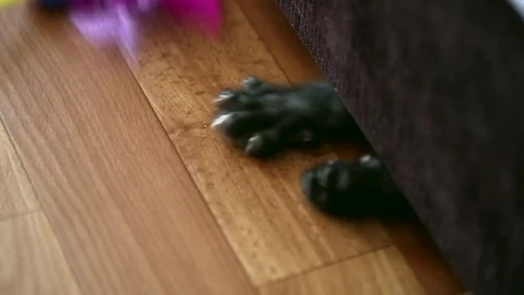 Video Stock Playful Kitten Under The Couch Live Wallpaper Free - Free Live Wallpaper