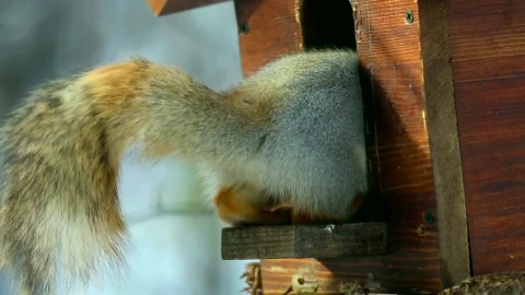 Video Stock Playful Squirrel Eating Live Wallpaper Free - Free Live Wallpaper