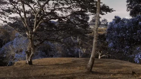 Video Stock Pocket Camera Over A Branch Of Jacarandas Tree At A Live Wallpaper Free - Free Live Wallpaper