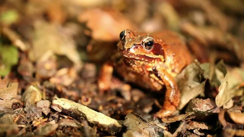 Video Stock Poison Frog Breathing Live Wallpaper Free - Free Live Wallpaper