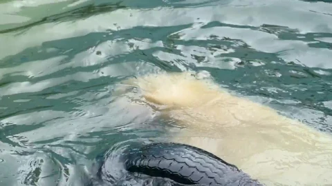 Video Stock Polar Bear At The Zoo Playing With A Tire Live Wallpaper Free - Free Live Wallpaper