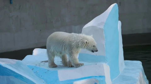 Video Stock Polar Bear Cub At The Zoo Live Wallpaper Free - Free Live Wallpaper