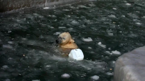 Video Stock Polar Bear Playing With A Plastic Container Live Wallpaper Free - Free Live Wallpaper
