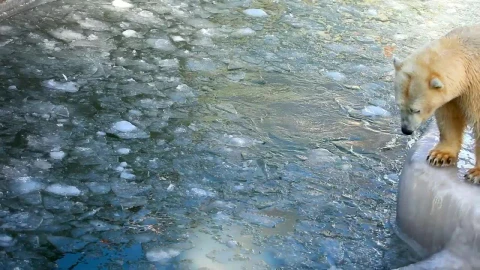 Video Stock Polar Bear Playing In The Ice Pool At The Zoo Live Wallpaper Free - Free Live Wallpaper