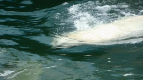Video Stock Polar Bear Swimming In Cold Water Live Wallpaper Free - Free Live Wallpaper