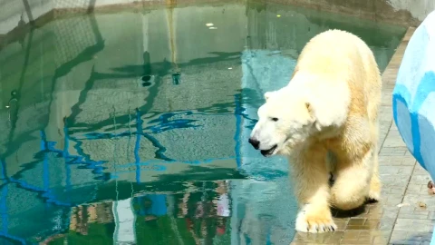Video Stock Polar Bear Walking At The Zoo Live Wallpaper Free - Free Live Wallpaper