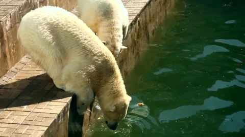 Video Stock Polar Bears Eating In The Zoo Live Wallpaper Free - Free Live Wallpaper