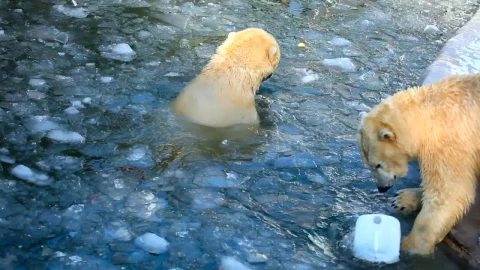 Video Stock Polar Bears Playing With A Plastic Container In The Ice Live Wallpaper Free - Free Live Wallpaper