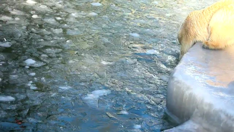 Video Stock Polar Bears Swimming In Ice Live Wallpaper Free - Free Live Wallpaper
