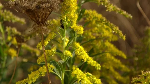 Video Stock Pollinating Wild Plants Live Wallpaper Free - Free Live Wallpaper