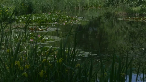 Video Stock Pond Surface With Lilies Live Wallpaper Free - Free Live Wallpaper