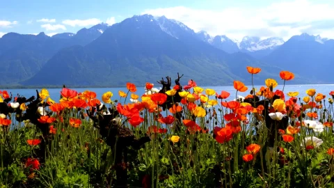 Video Stock Poppy Flowers And Mountains Landscape Live Wallpaper Free - Free Live Wallpaper