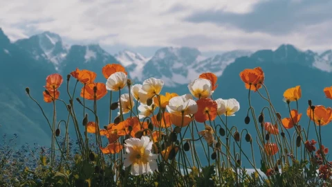 Video Stock Poppy Flowers In The Alps Environment Live Wallpaper Free - Free Live Wallpaper