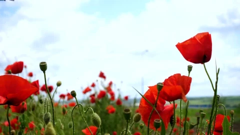 Video Stock Poppy Flowers Moving In The Wind Live Wallpaper Free - Free Live Wallpaper