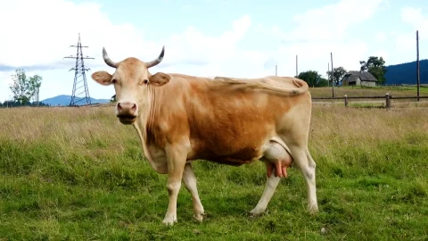 Video Stock Portrait Of A Cow On A A Grass Field Live Wallpaper Free - Free Live Wallpaper