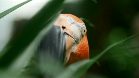 Video Stock Portrait Of A Flamingo Looking Around Live Wallpaper Free - Free Live Wallpaper