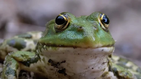 Video Stock Portrait Of A Green Frog Breathing Live Wallpaper Free - Free Live Wallpaper