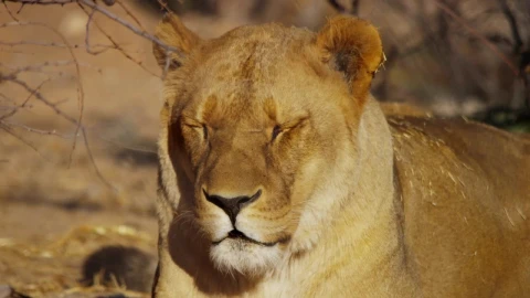 Video Stock Portrait Of A Lioness Yawning Live Wallpaper Free - Free Live Wallpaper