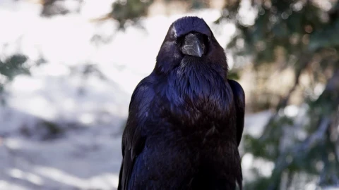 Video Stock Portrait Of A Raven Live Wallpaper Free - Free Live Wallpaper