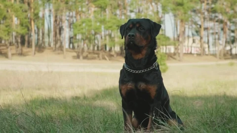 Video Stock Portrait Of A Rottweiler Waving Live Wallpaper Free - Free Live Wallpaper