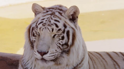 Video Stock Portrait Of A White Tiger Live Wallpaper Free - Free Live Wallpaper