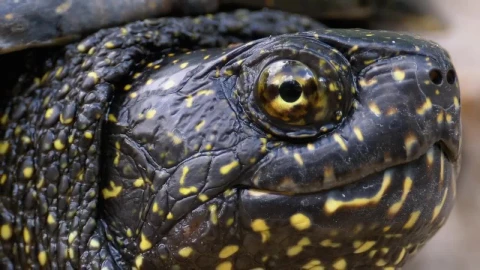 Video Stock Portrait Of Black Turtle With Yellow Spots Live Wallpaper Free - Free Live Wallpaper