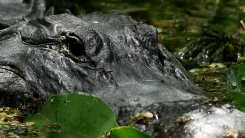 Video Stock Portrait To A Crocodile In A Swamp Live Wallpaper Free - Free Live Wallpaper