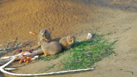 Video Stock Prairie Dogs Eating In A Group Live Wallpaper Free - Free Live Wallpaper
