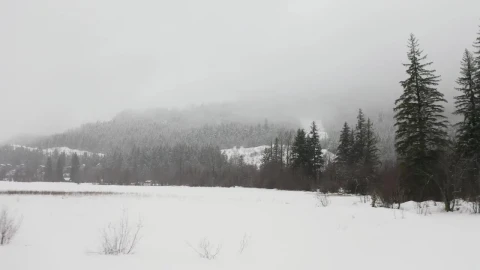 Video Stock Prairie Snow In A Pine Forest Live Wallpaper Free - Free Live Wallpaper