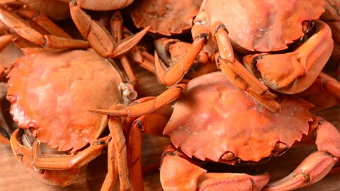 Video Stock Presentation Of Crabs Spinning Shot Live Wallpaper Free - Free Live Wallpaper