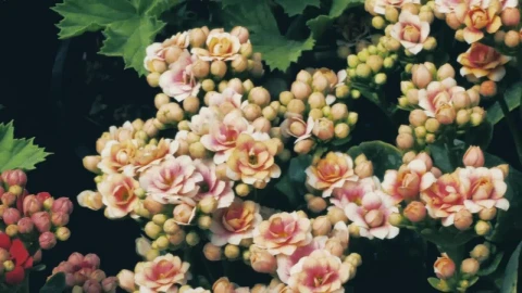 Video Stock Pretty Unopened Flowers Live Wallpaper Free - Free Live Wallpaper
