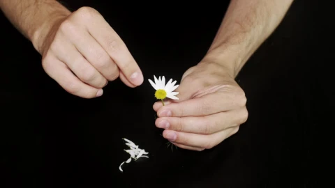Video Stock Pulling Petals From A Daisy Live Wallpaper Free - Free Live Wallpaper