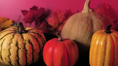 Video Stock Pumpkins With A Pink Background Live Wallpaper Free - Free Live Wallpaper