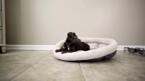 Video Stock Puppy Laying In Their Bed Live Wallpaper Free - Free Live Wallpaper