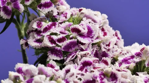 Video Stock Purple And White Flowers Live Wallpaper Free - Free Live Wallpaper