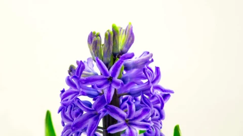 Video Stock Purple Flower Blooming Live Wallpaper Free - Free Live Wallpaper