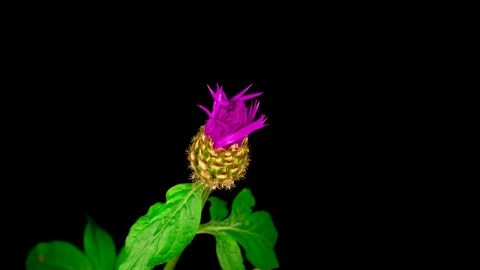 Video Stock Purple Flower With White Center Blooming Live Wallpaper Free - Free Live Wallpaper