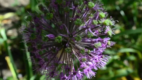 Video Stock Purple Flowering Plant In A Close Shot Live Wallpaper Free - Free Live Wallpaper