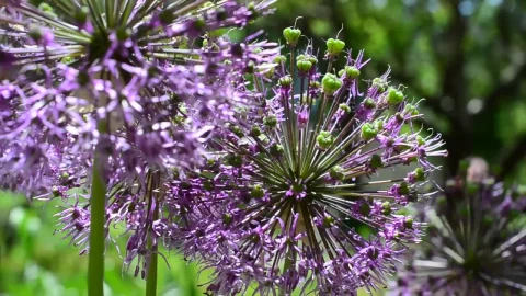 Video Stock Purple Flowering Plants In A Close Up Shot Live Wallpaper Free - Free Live Wallpaper