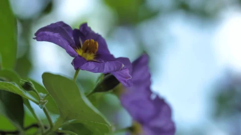 Video Stock Purple Flowers Being Moved By The Wind Live Wallpaper Free - Free Live Wallpaper
