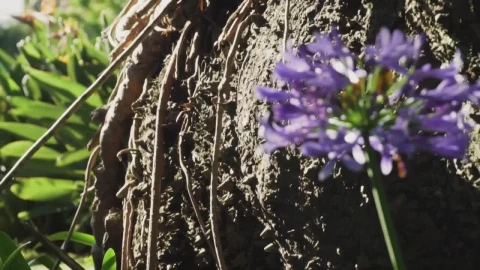 Video Stock Purple Flowers In Nature Live Wallpaper Free - Free Live Wallpaper