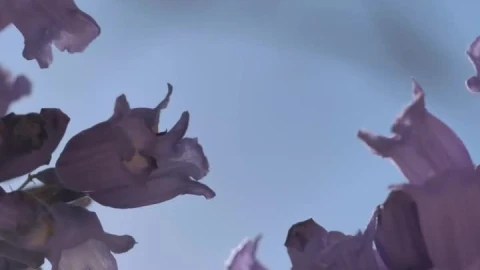 Video Stock Purple Flowers Live Wallpaper Free - Free Live Wallpaper