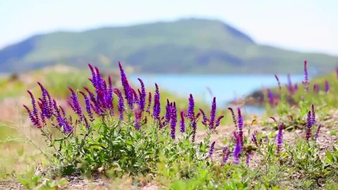 Video Stock Purple Flowers Moved By The Wind Near A Lake Live Wallpaper Free - Free Live Wallpaper