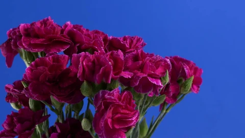 Video Stock Purple Flowers With A Blue Background Live Wallpaper Free - Free Live Wallpaper