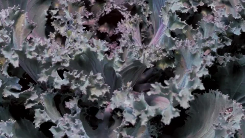 Video Stock Purple Lettuce And Yellow Leaves Live Wallpaper Free - Free Live Wallpaper
