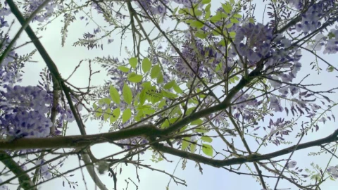Video Stock Purple Plant In The Day Live Wallpaper Free - Free Live Wallpaper